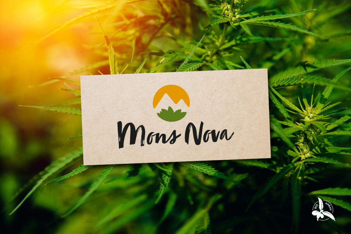 Gigergraphics News Monsnova6 Gigergraphics - Grafik / Cartoons / Werbekampagnen / Webdesign / Karikaturen / Illustrationen / Logos / Corporate Design